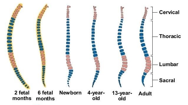 Các giai đoạn phát triển của cột sống từ bào tử đến trưởng thành